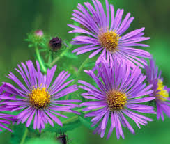 Attēlu rezultāti vaicājumam “Symphyotrichum novae-angliae flower”