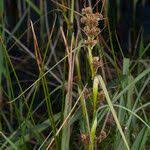 Attēlu rezultāti vaicājumam “Cladium mariscus flower”
