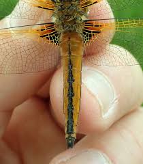 Attēlu rezultāti vaicājumam “Libellula fulva male”