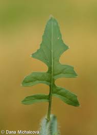 Attēlu rezultāti vaicājumam “Sisymbrium loeselii”