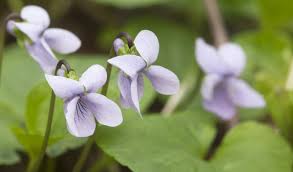 Attēlu rezultāti vaicājumam “Viola palustris”