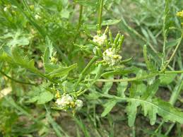 Attēlu rezultāti vaicājumam “Geocrypta galii”