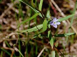 Attēlu rezultāti vaicājumam “Veronica scutellata flower”