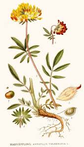 Image result for Anthyllis vulneraria
