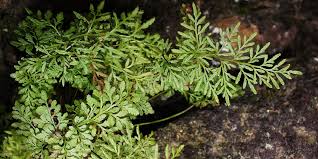 Attēlu rezultāti vaicājumam “Leiocolea heterocolpos”