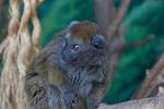 Bamboo lemur - via Daymix