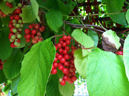 Attēlu rezultāti vaicājumam “Schisandra chinensis”