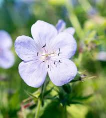 Attēlu rezultāti vaicājumam “Geranium pratense flower”