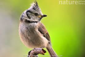 Attēlu rezultāti vaicājumam “Lophophanes cristatus”