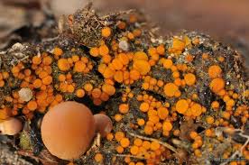 Attēlu rezultāti vaicājumam “Cheilymenia stercorea”