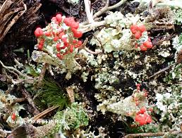 Attēlu rezultāti vaicājumam “Cladonia coccifera”