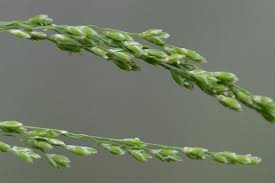 Attēlu rezultāti vaicājumam “Glyceria striata”