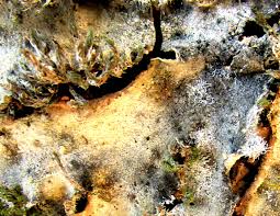 Attēlu rezultāti vaicājumam “Cetrelia olivetorum”