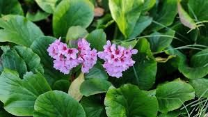 Attēlu rezultāti vaicājumam “Bergenia crassifolia flower”