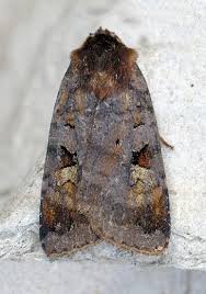 Attēlu rezultāti vaicājumam “Diarsia brunnea”