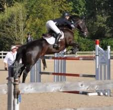 Image result for Annandale Equestrian Centre