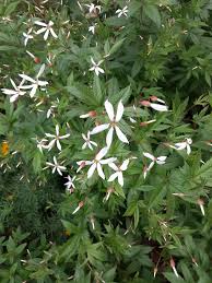 Attēlu rezultāti vaicājumam “Gillenia trifoliata”