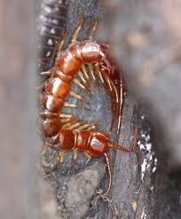 Attēlu rezultāti vaicājumam “Lithobius forficatus”