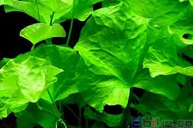 「香菇草」的圖片搜尋結果