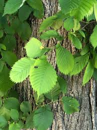 Attēlu rezultāti vaicājumam “Ulmus laevis”