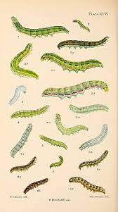 Attēlu rezultāti vaicājumam “Lithophane furcifera”