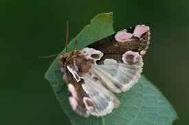 Attēlu rezultāti vaicājumam “Thyatira batis imago”