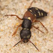 Attēlu rezultāti vaicājumam “Staphylinus erythropterus”