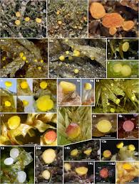 Attēlu rezultāti vaicājumam “Hyphodiscus hymeniophilus”