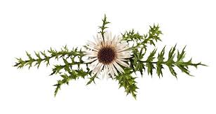 Attēlu rezultāti vaicājumam “Carlina biebersteinii fruit”