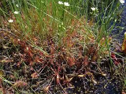 Attēlu rezultāti vaicājumam “Drosera anglica”