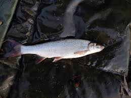 Image result for Chondrostoma nasus