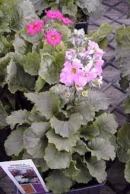 Image result for Primula malacoides