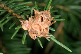 Attēlu rezultāti vaicājumam “Sacchiphantes abietis”