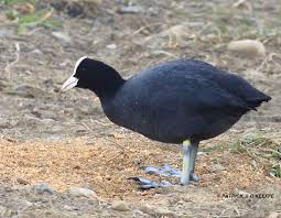 Attēlu rezultāti vaicājumam “Fulica atra adult”