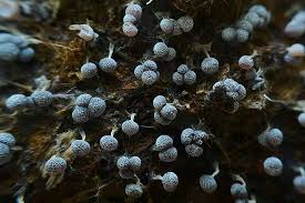 Attēlu rezultāti vaicājumam “Physarum leucophaeum stalked”