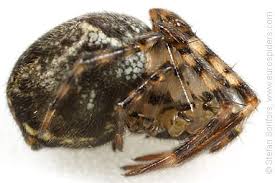 Attēlu rezultāti vaicājumam “Metellina merianae”