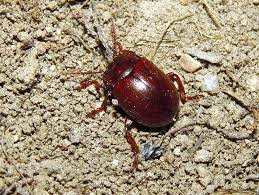 Attēlu rezultāti vaicājumam “Chrysolina staphylaea”