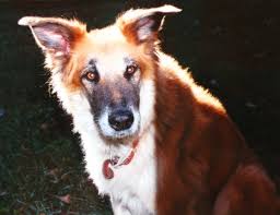 Attēlu rezultāti vaicājumam “Canis lupus familiaris”