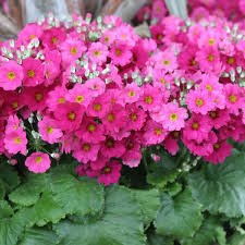 Attēlu rezultāti vaicājumam “Primula x margotae”