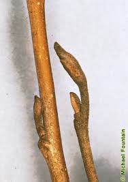 Attēlu rezultāti vaicājumam “Hamamelis virginiana bud”