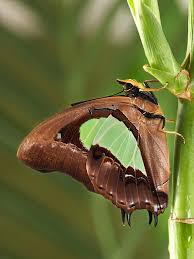 Attēlu rezultāti vaicājumam “Euphydrias aurinia upperside”