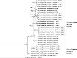 Attēlu rezultāti vaicājumam “Heterobasidion parviporum”