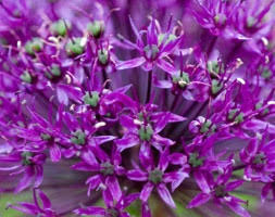 Attēlu rezultāti vaicājumam “Allium holandicum leaf”