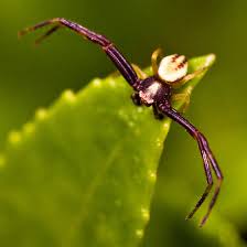 Image result for crab spider