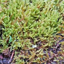 Attēlu rezultāti vaicājumam “Calliergonella lindbergii”