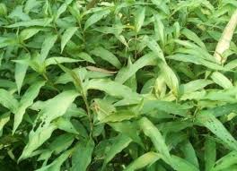 Attēlu rezultāti vaicājumam “Persicaria hydropiper”