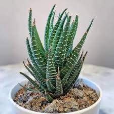 Image result for Haworthia mix