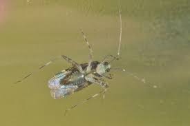 Attēlu rezultāti vaicājumam “Phytocoris tiliae”