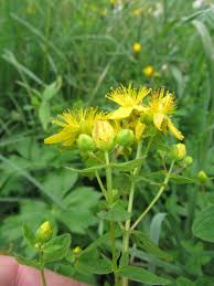 Attēlu rezultāti vaicājumam “Hypericum maculatum”