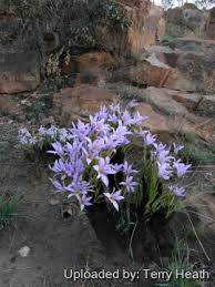 Attēlu rezultāti vaicājumam “Retinia resinella exuvia”